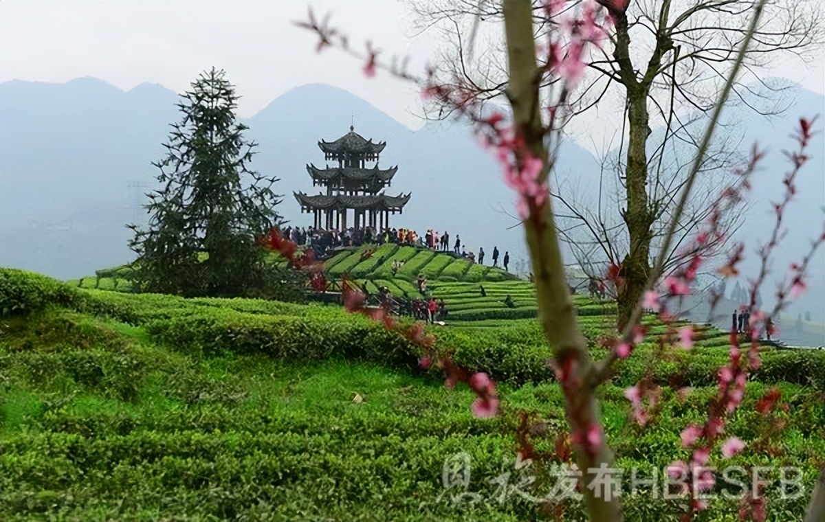 恩施硒茶品牌整合,恩施硒茶功效与作用