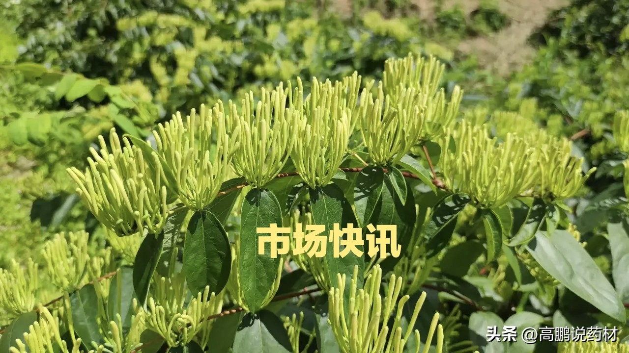 高鹏说药材:2023年2月14日白芍、紫菀、木香、天麻等行情续升