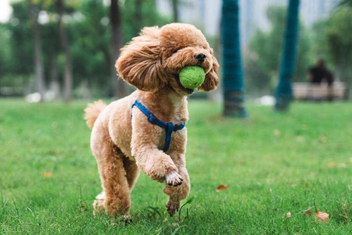 泰迪犬后腿突然不敢落地,泰迪犬后腿无力补什么合适