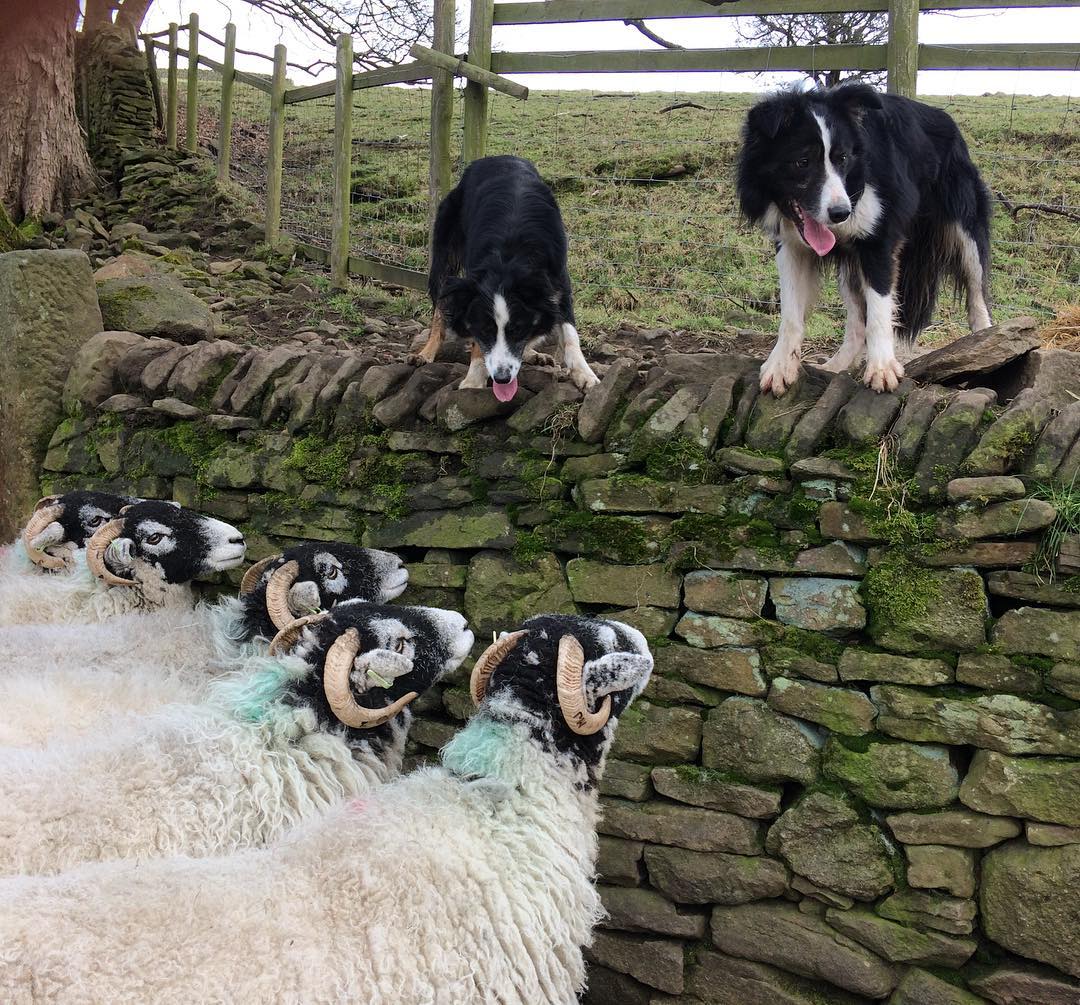 64岁大学教授，在公园里和牧羊犬发生*行为性**，鸭脖终究还是鼠头！