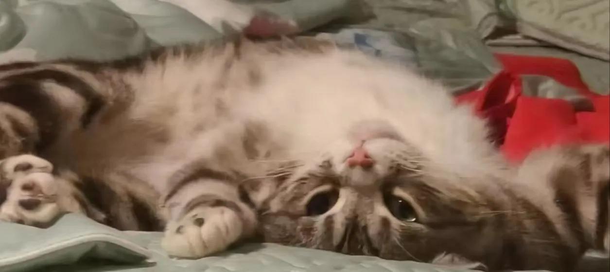 为什么什么网贷都贷不下来征信好,网贷贷多了对征信的影响有多大