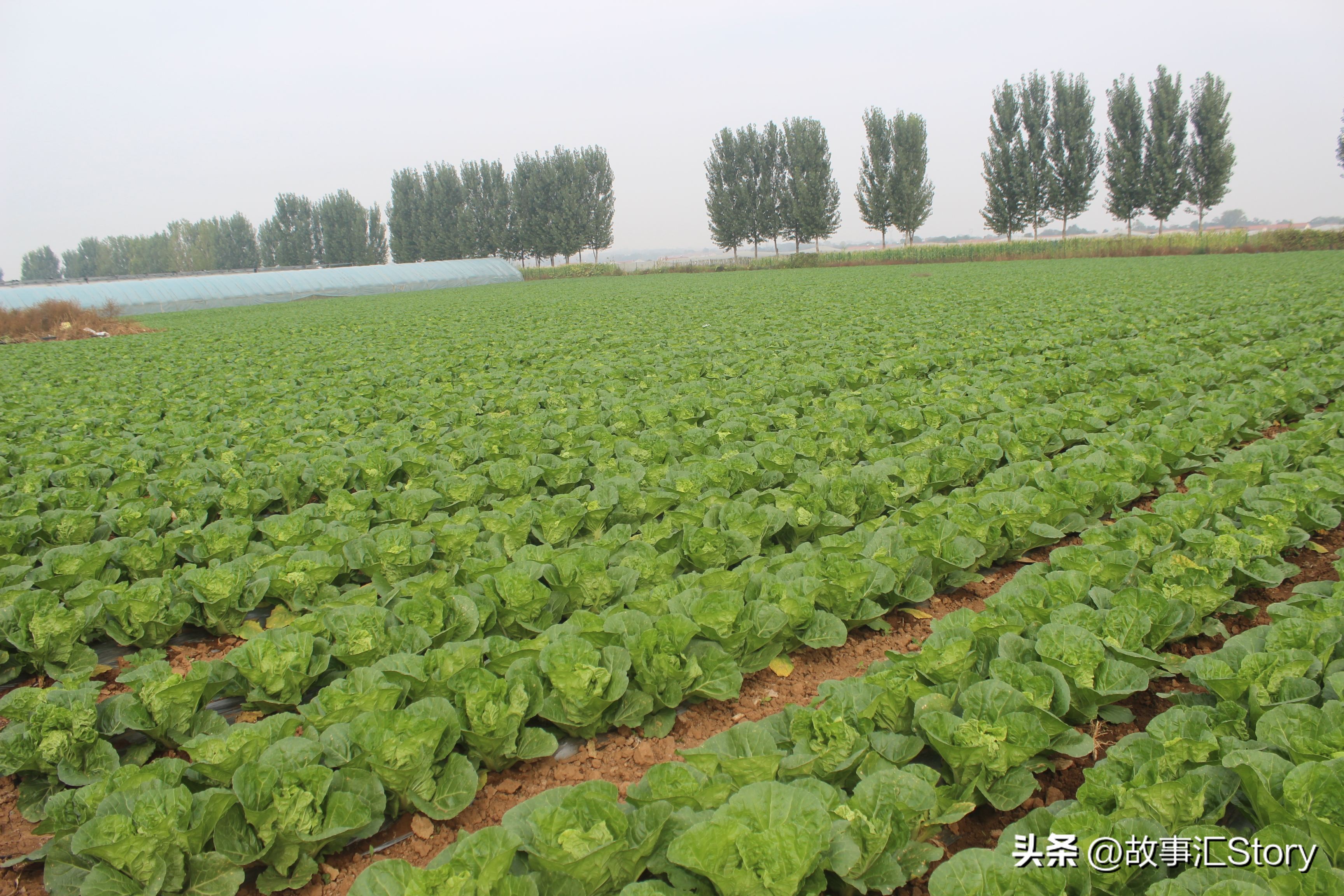 夫妻俄罗斯种菜,安徽夫妻种菜