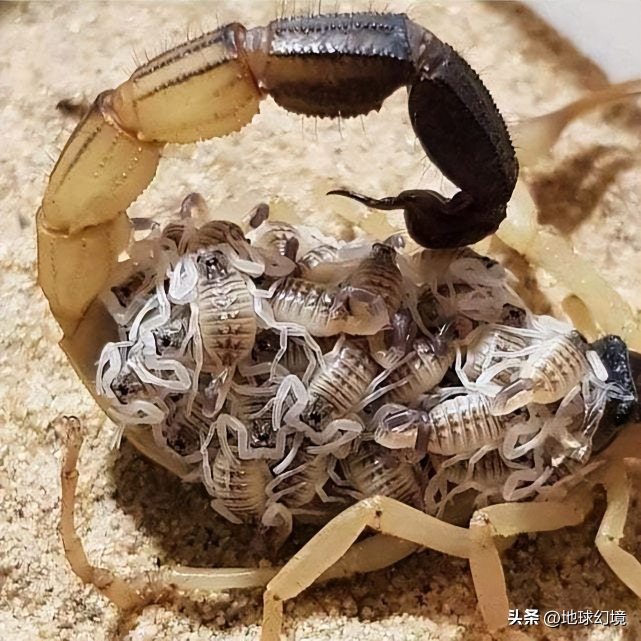 35张悲惨动物照：悲惨小象被捕兽夹弄断鼻子，章鱼被塞进西瓜做菜