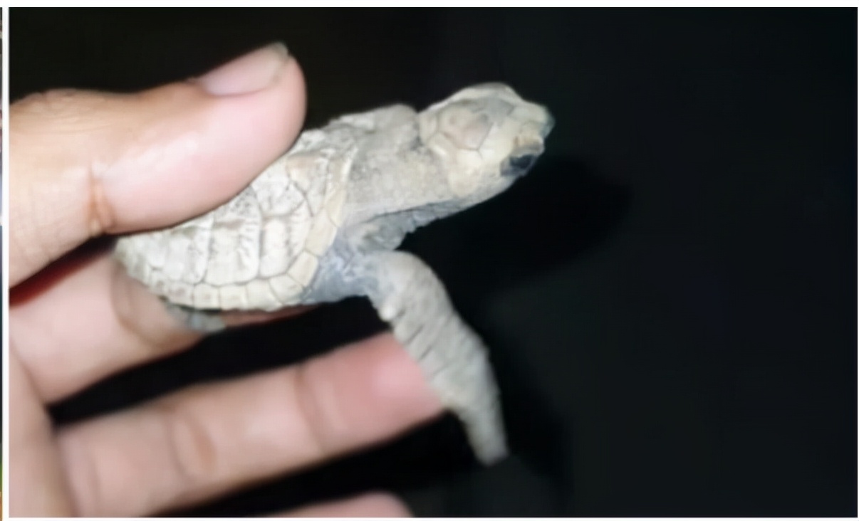 新加坡“骑士团”骑行间解救近百只小海龟！网友大赞：骑士精神