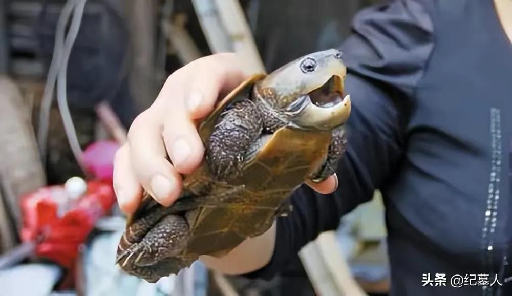一男子捡到一只乌龟带回家养,男子在野外捡到乌龟越长越不好