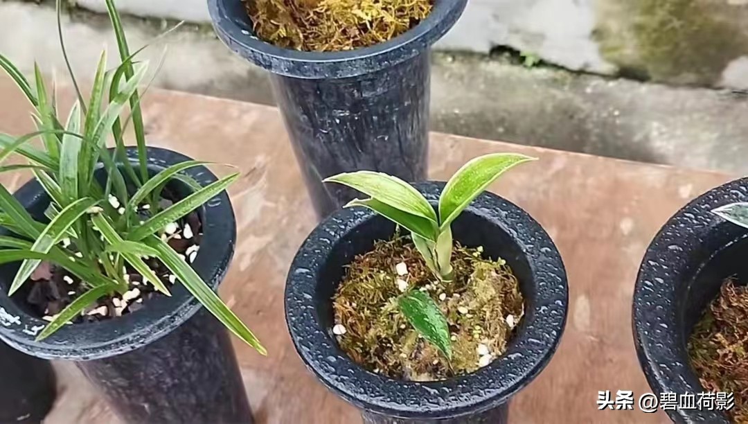 兰市低迷兔耳兰却一家独大,兰友要不要跟风投资?你需要明白五点