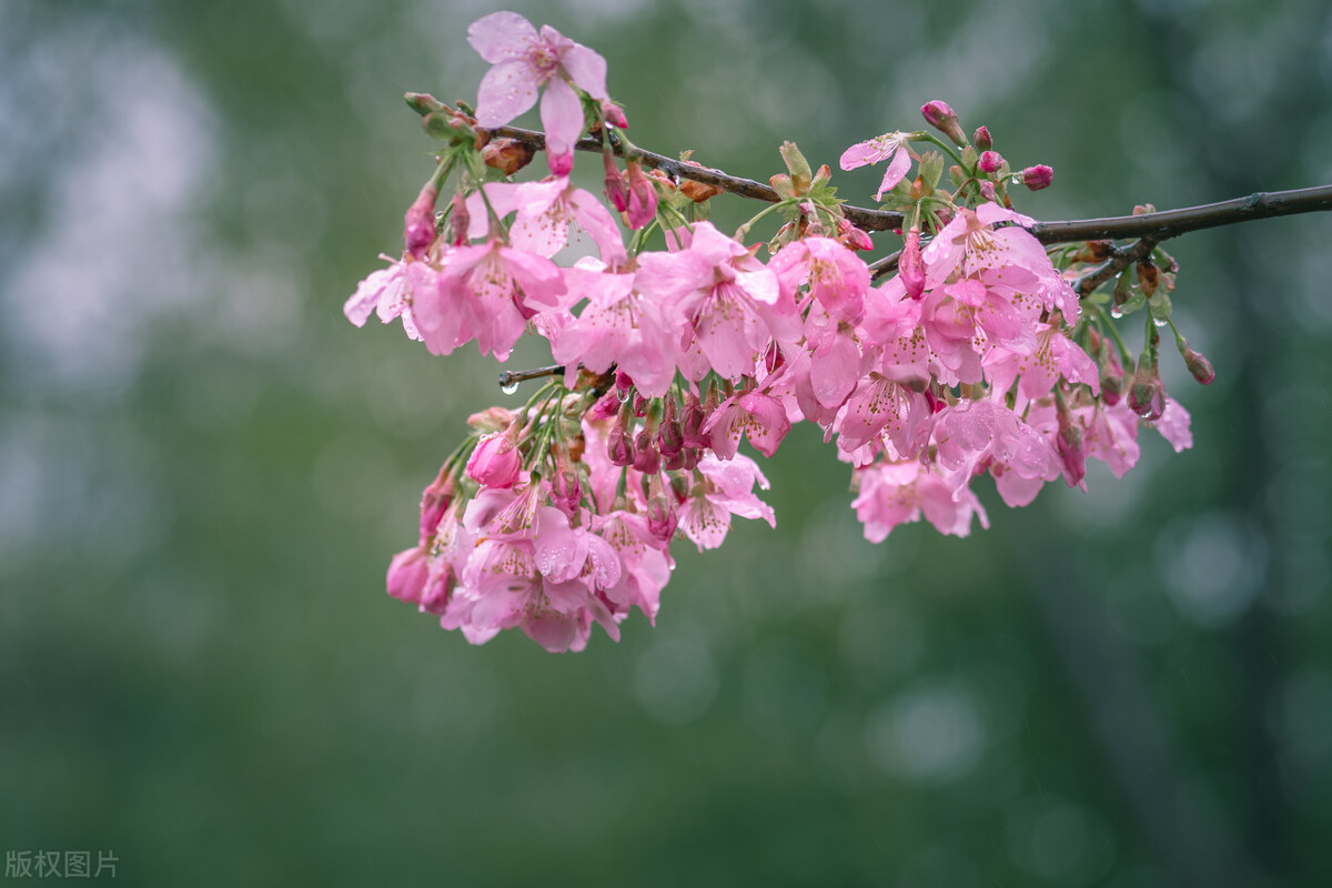春雨诗句古诗一年级,关于春雨的古诗句五个字