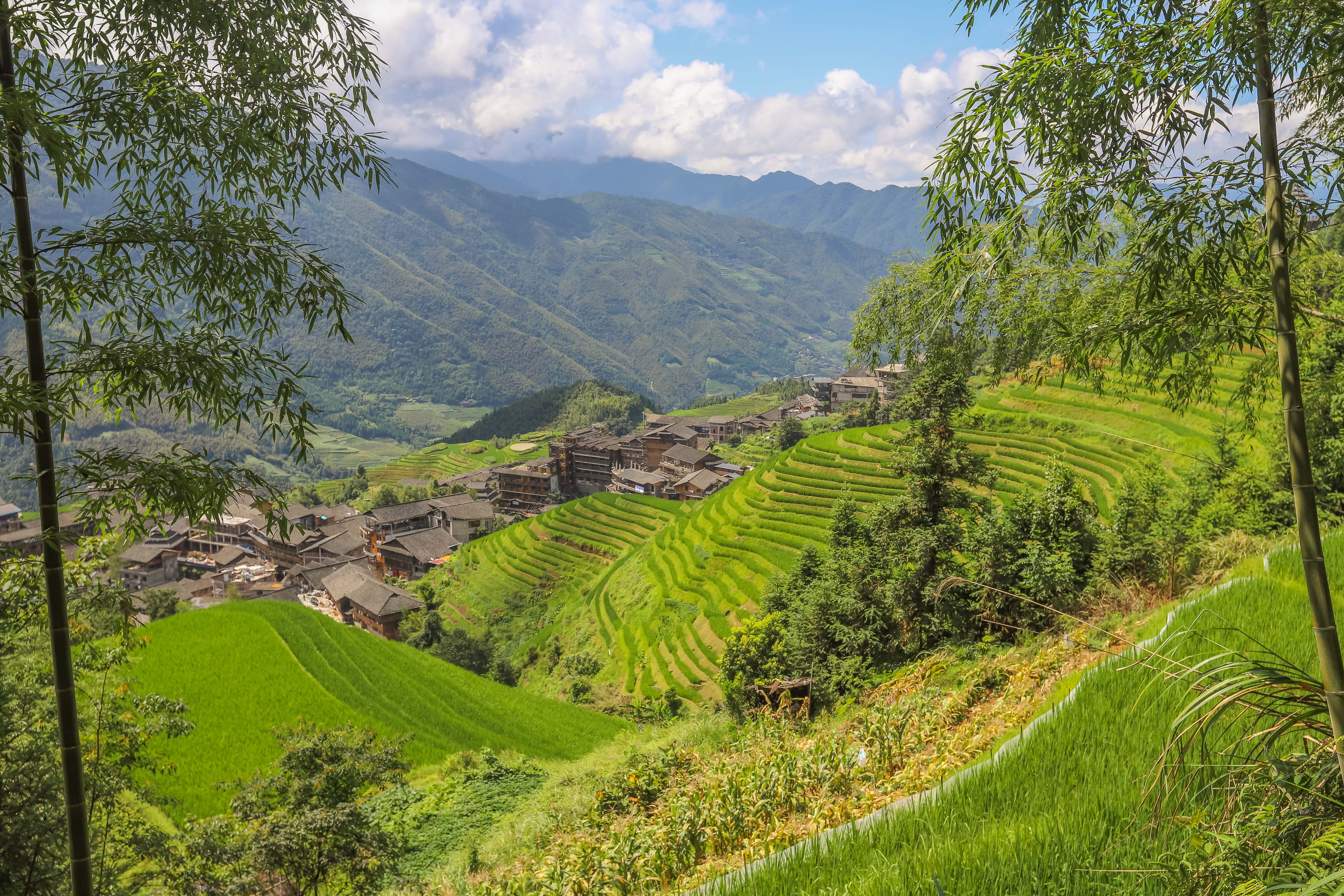 龙脊水稻梯田图片,龙脊水稻