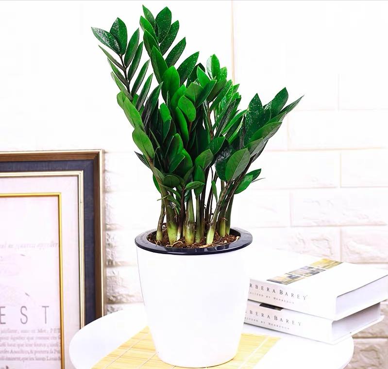 吸收甲醛的室内植物好养的有哪些,吸收甲醛最佳的十种植物排行榜