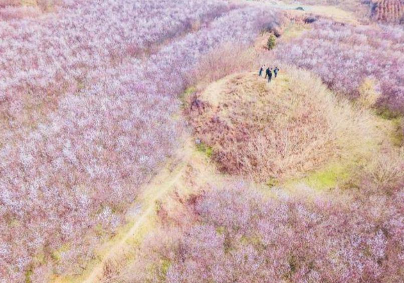 西安桃花观赏最佳地点,西安桃花潭公园桃花什么时候开