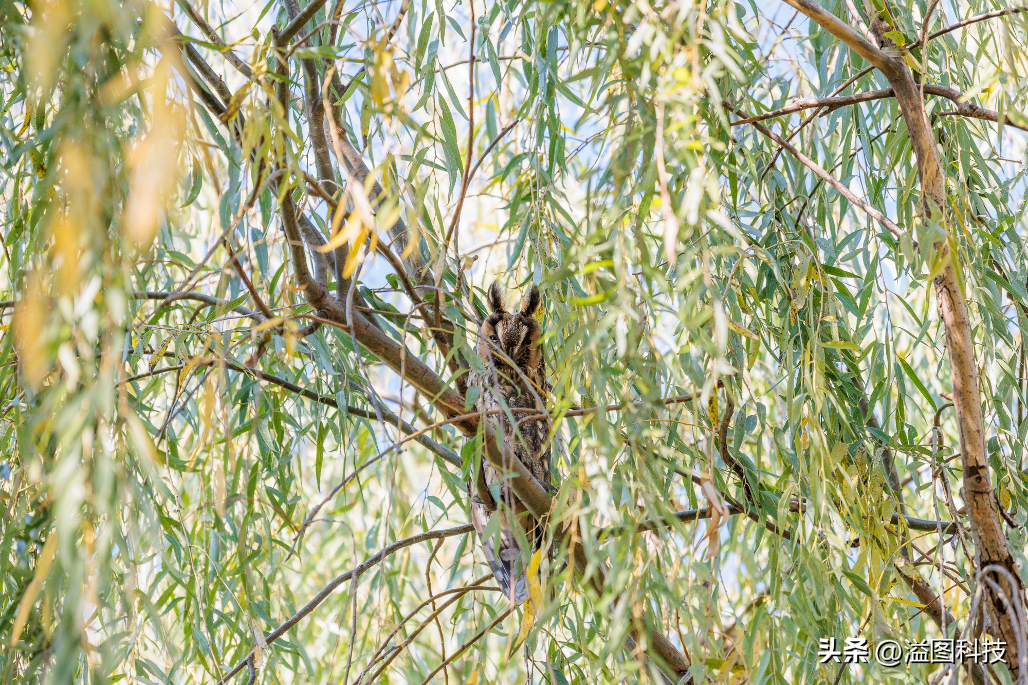 浣宠兘r6鎼厤rf351.8闀滃ご,浣宠兘r6mark2