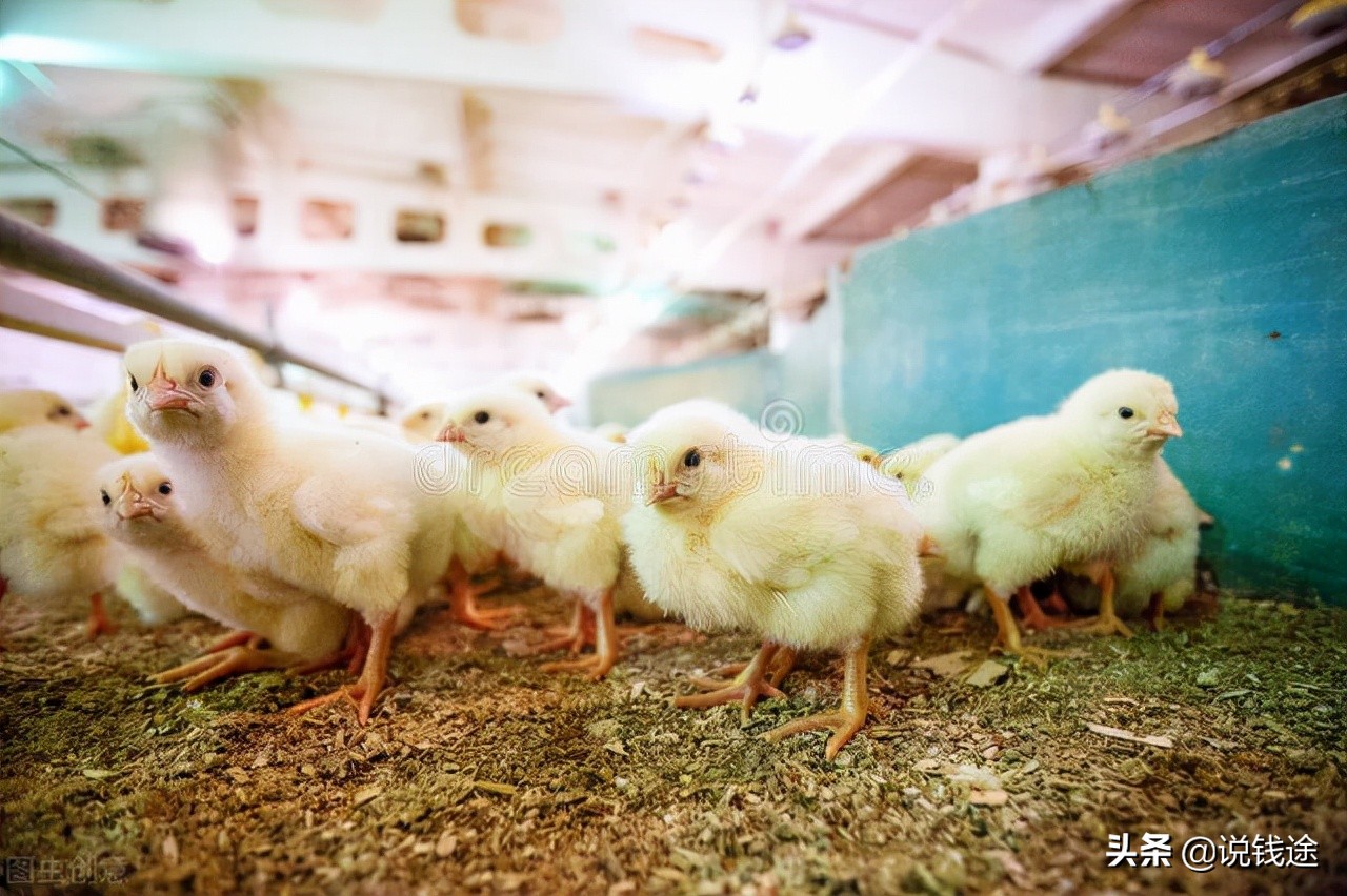 农村创业做什么好,农村人创业项目小本生意