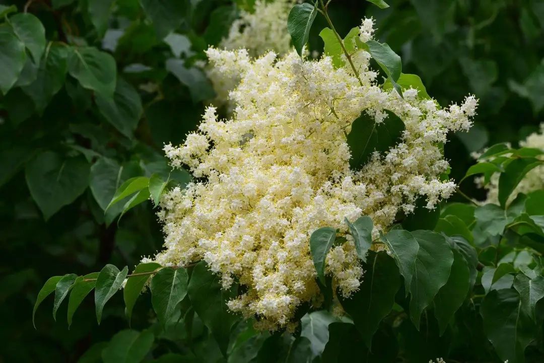 开花植物大全100种,实用分享30款小型开花树种介绍