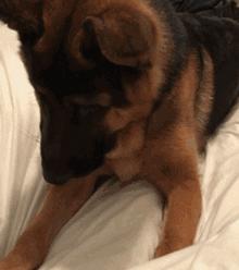 为什么德牧不适合家养,为什么德牧犬不看家护院