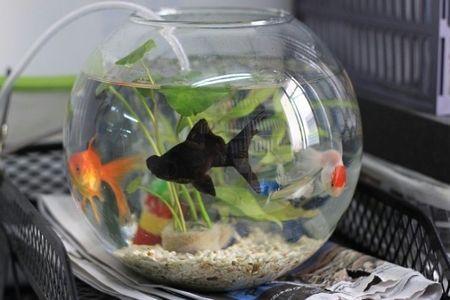 养鱼知识大全如何养水,最全养鱼常识养鱼之前先看这篇