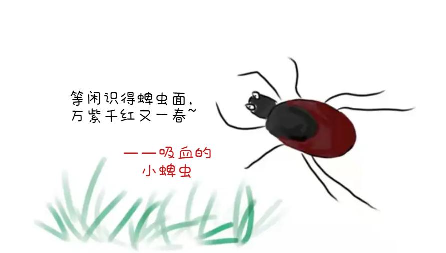 五种必须远离的巨型毒虫,医生提醒近期警惕这3种传染病