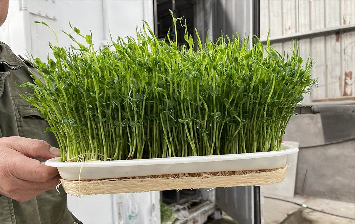 水培工厂水培牧草详细视频教程,芽菜水培的种植教程