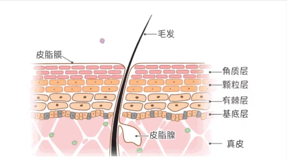 为什么用完洗面奶脸部泛红起皮,为什么用完洗面奶后脸更黑了