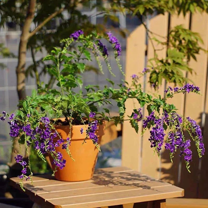 养这10种花越养家里越干净,适宜在家中养的10种花排名