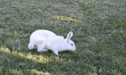 兔子没有实力就被人瞧不起,兔子从来没被战胜过