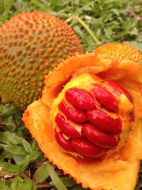 100多种罕见水果欣赏,100种罕见水果名字