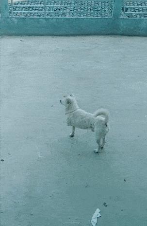 为何马只要断了一条腿，就很难活下来？人类可不可以给马装假肢？