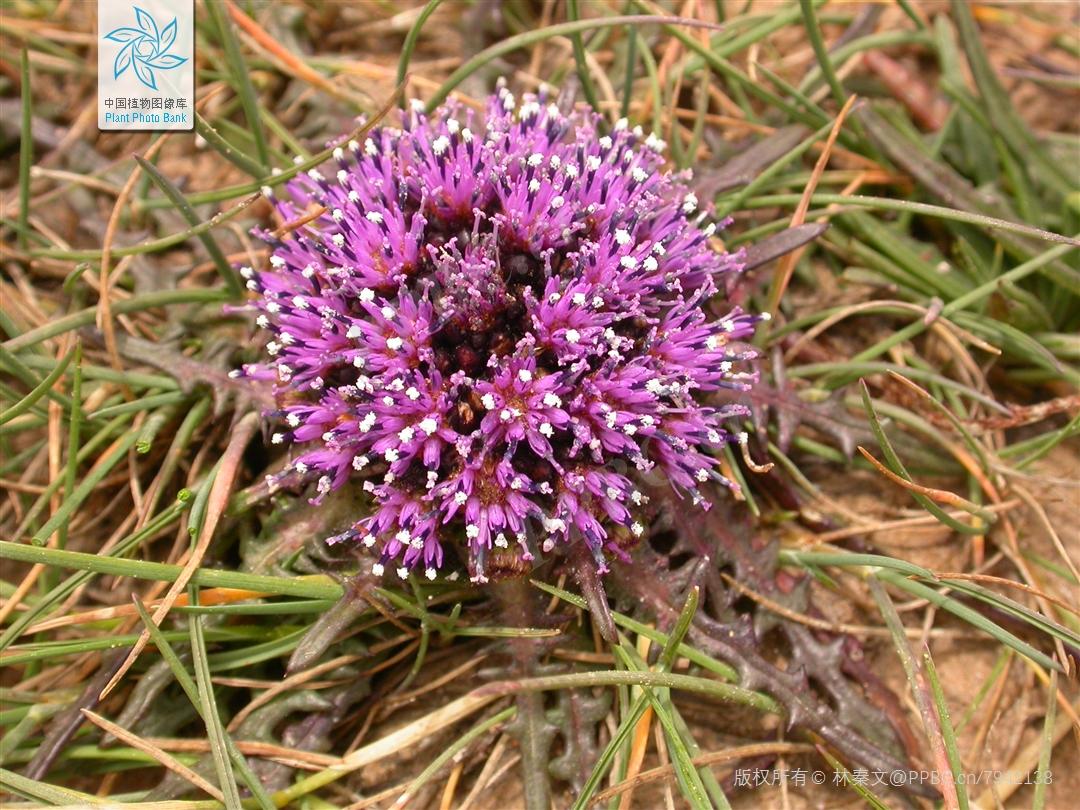 Nice兔meetyou,“属兔”的植物你知道多少?