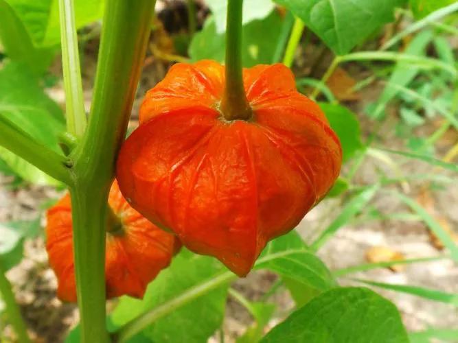 红楼梦中引入绛珠草是什么,红楼梦里讲这个绛珠草是什么