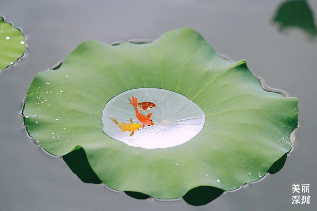 深圳人游玩推荐,深圳人爬山看海