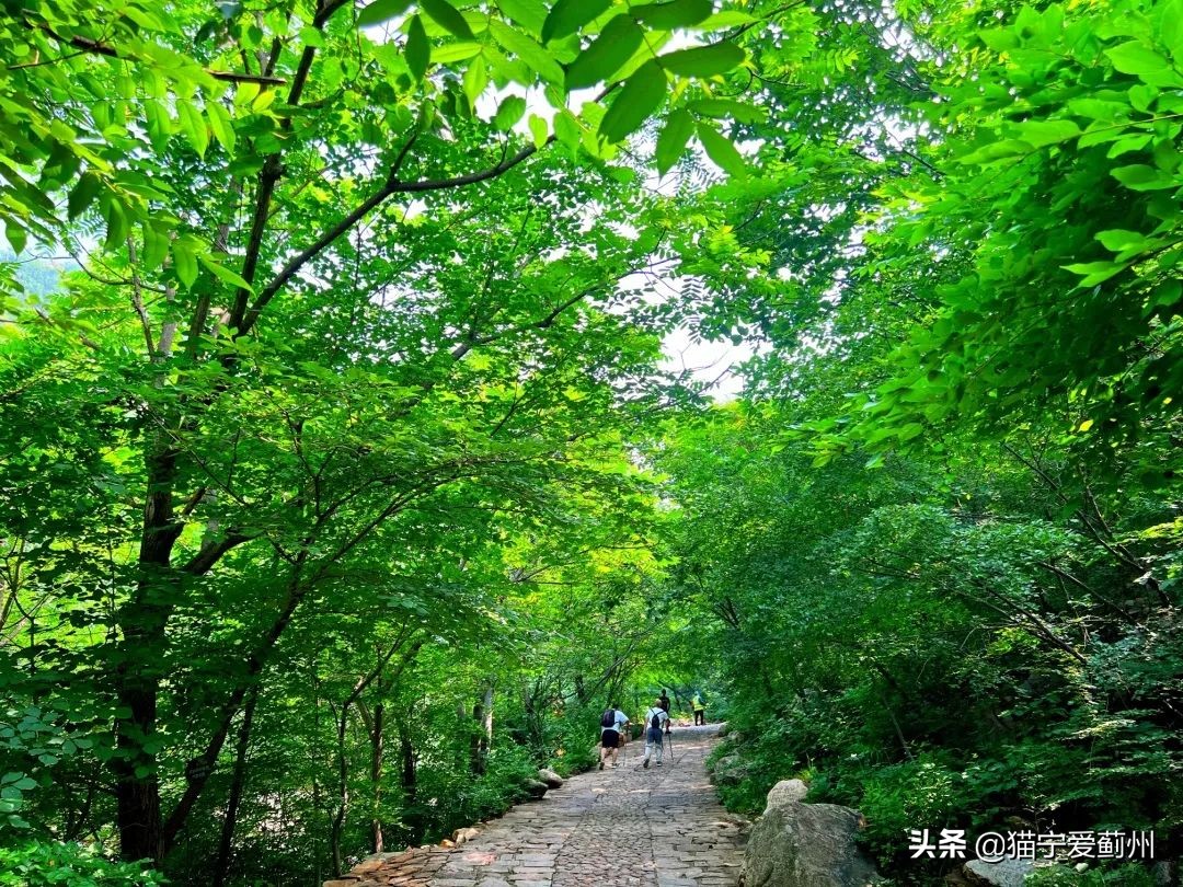 亲泉戏水避高温，来梨木台就对了