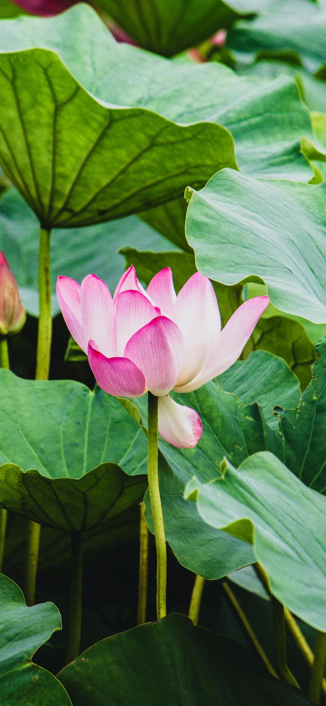 全屏荷花手机壁纸,唯美荷花手机壁纸