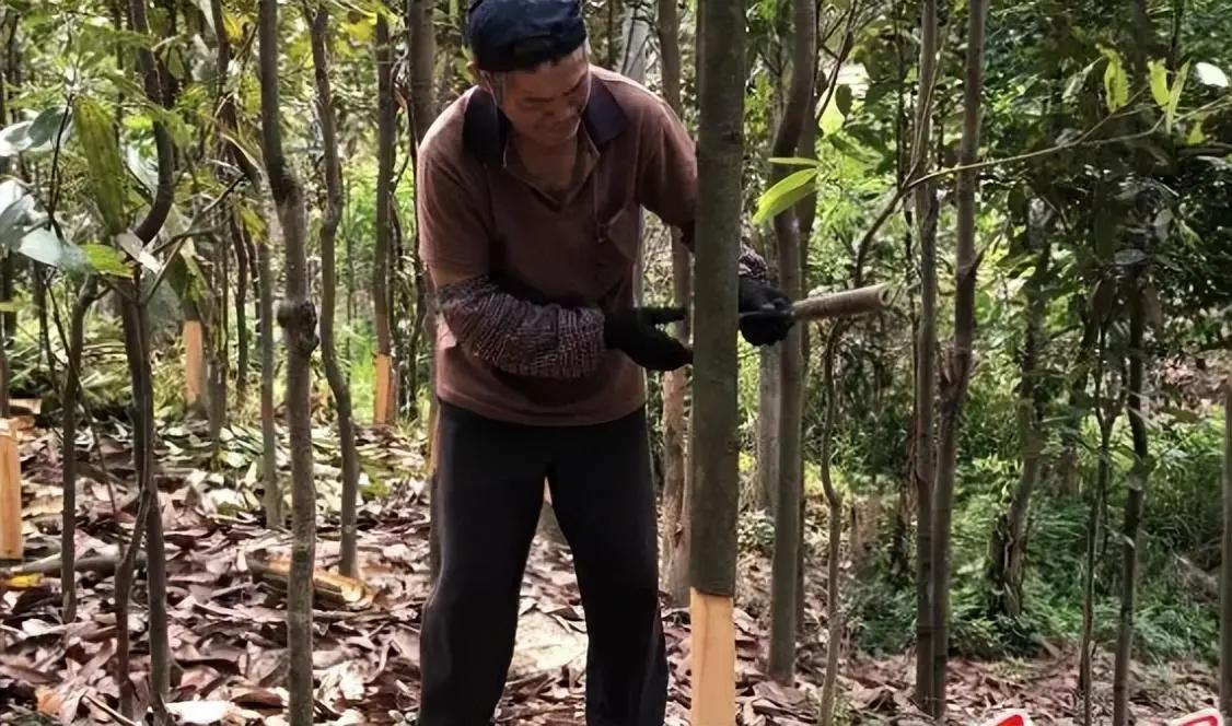 为什么桂皮剥下来树还能活,桂圆树和桂皮树是一种吗