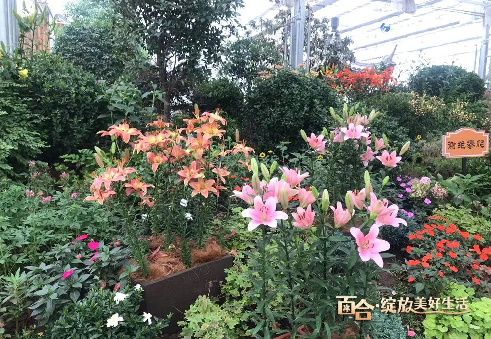 最美邂逅：百合博览园里美不胜收的名贵之花