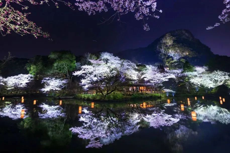 2023日本樱花什么时候开花,2023年日本樱花开放预测