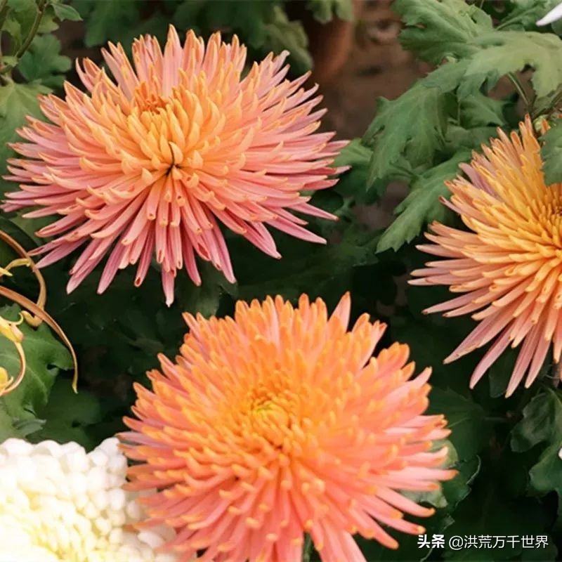 中国十大稀有珍贵菊花品种图片,一年四季开花的菊花有哪些品种