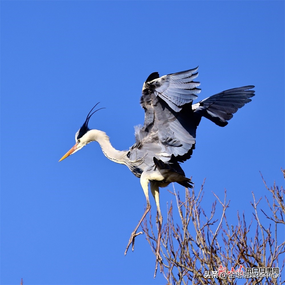 【镜观陇原】康乐晏家村：天蓝风清*光春**美苍鹭衔枝筑巢忙