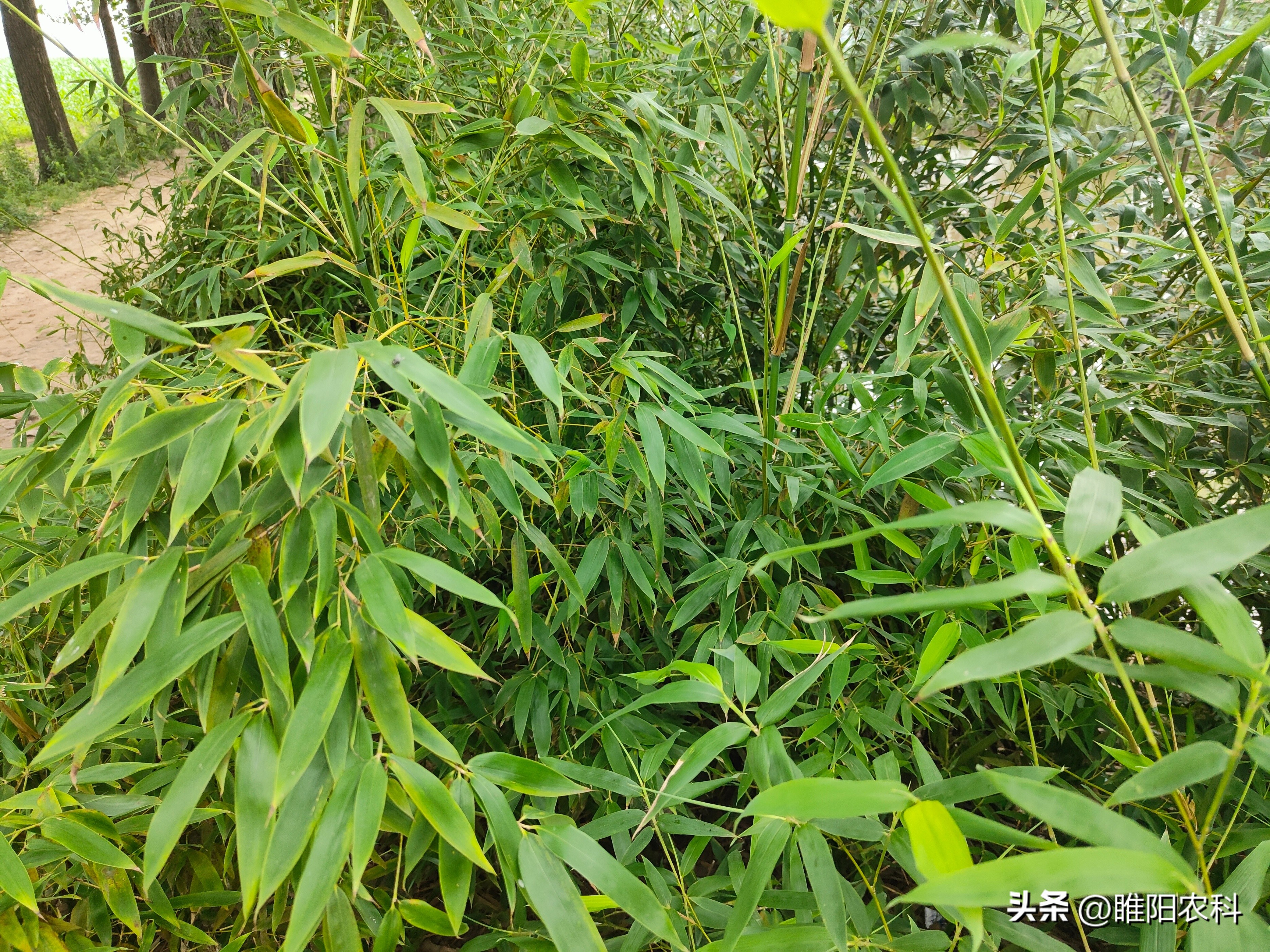 草甘膦防除恶性杂草,除杂草什么草甘膦最好