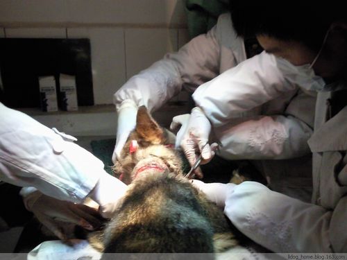 狗狗生病常见的治疗法,小狗生病了怎么救治才行呢