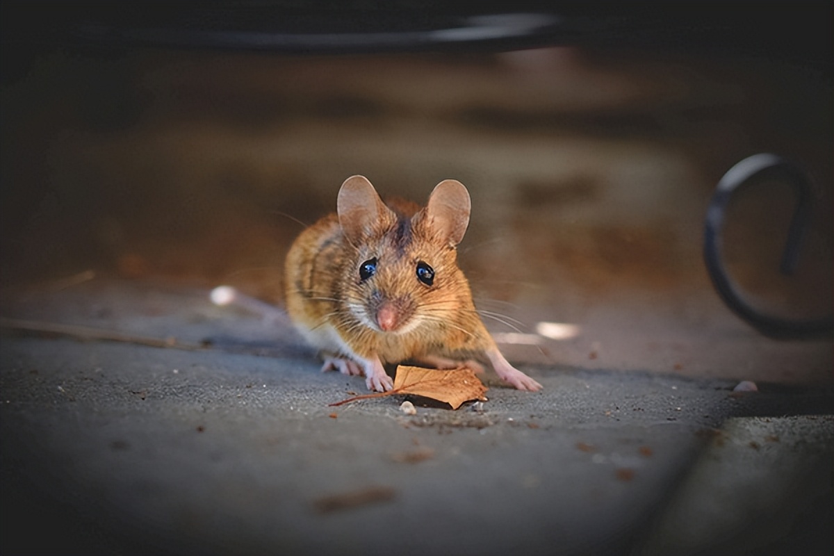 有什么好的办法可以治家里老鼠,老鼠怎么预防和消灭