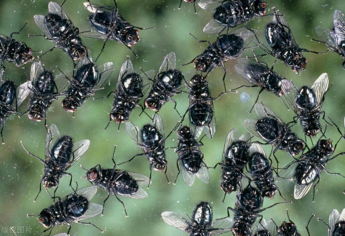 家里苍蝇怎么消灭小妙招,家里出现苍蝇怎么驱赶