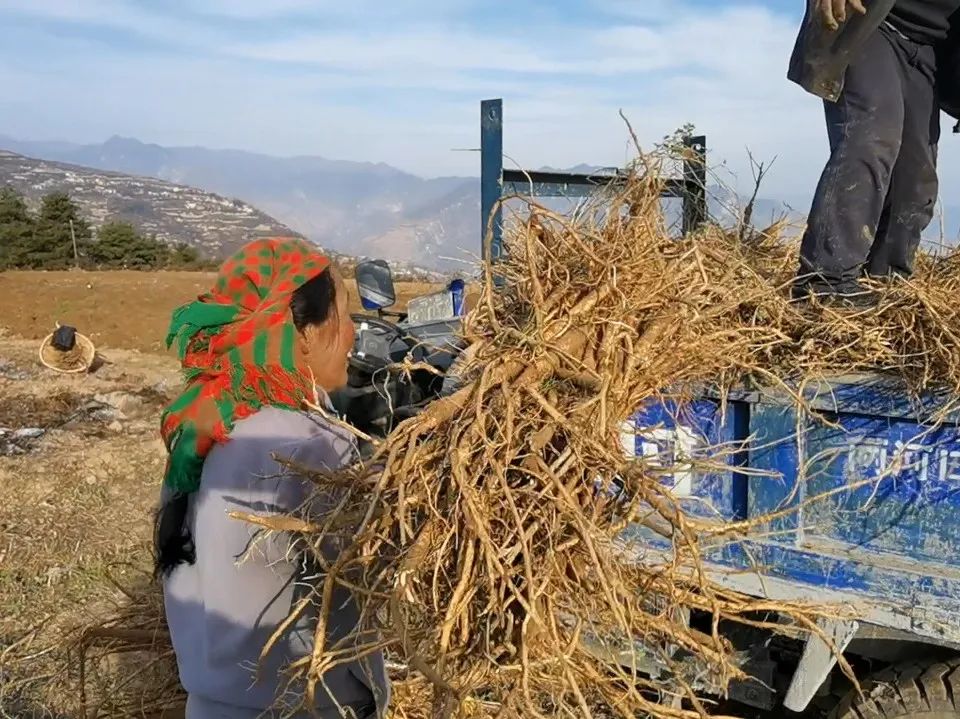 聚焦“1+6”产业丨舟曲八楞:机械化赋能中藏药材产业高质量发展