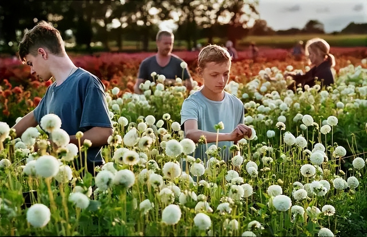 历届奥斯卡获奖影片及提名影片,第88届奥斯卡获奖电影名单