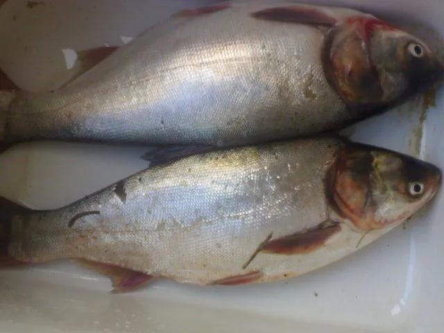 鱼类食材大全名称图片,鱼类菜谱大全100种