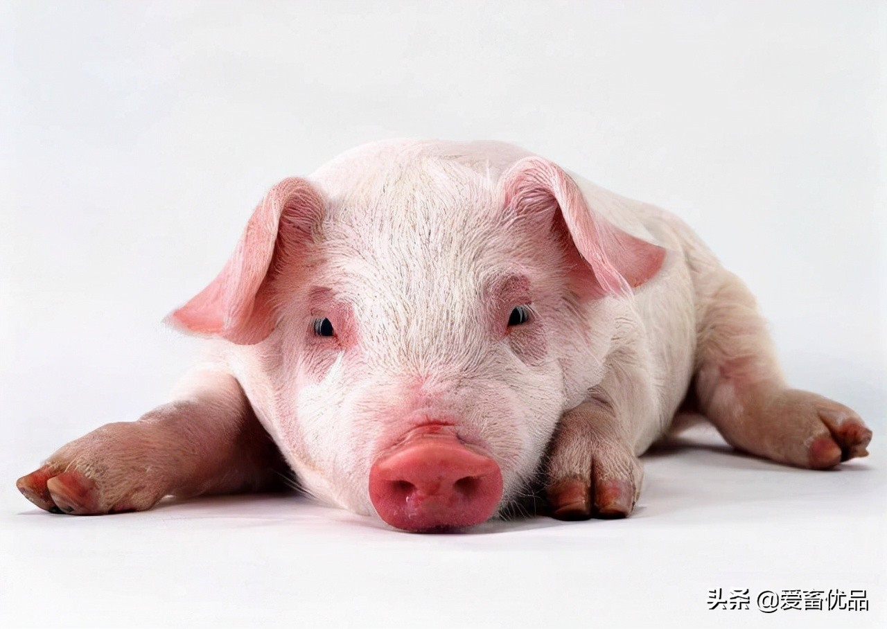 猪耳朵边发紫怎么治疗,猪耳朵发红是什么病怎么治疗