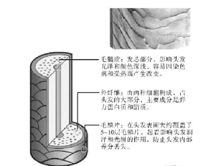 熬夜掉发脱发很严重怎么办,熬夜鬓角脱发能恢复吗