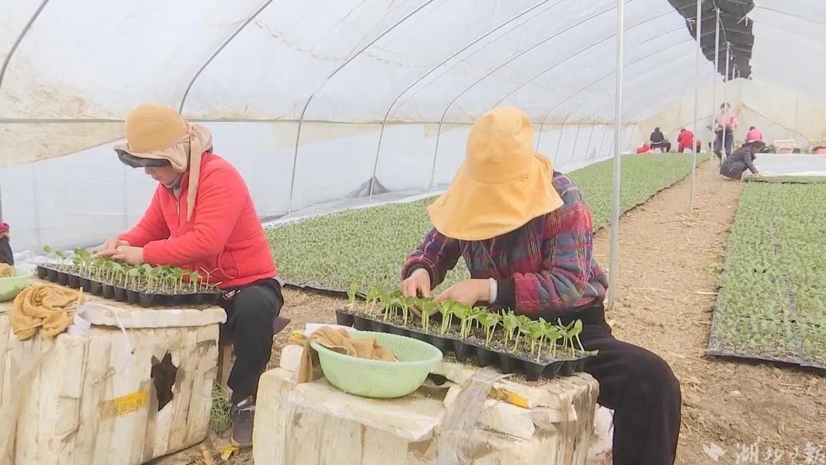 汉川中洲农场最新消息,汉川中洲农场最新视频