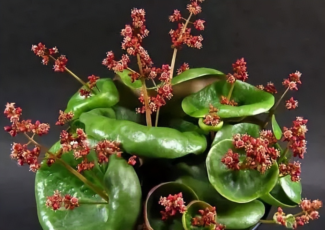 8种多肉太上头，外形独特又可爱，让人直呼太有趣了