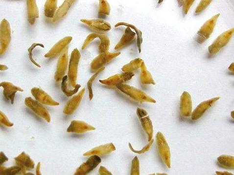 故事：湖北55岁男子病从口入，孕出成千上万虫卵，肚子竟成虫窝