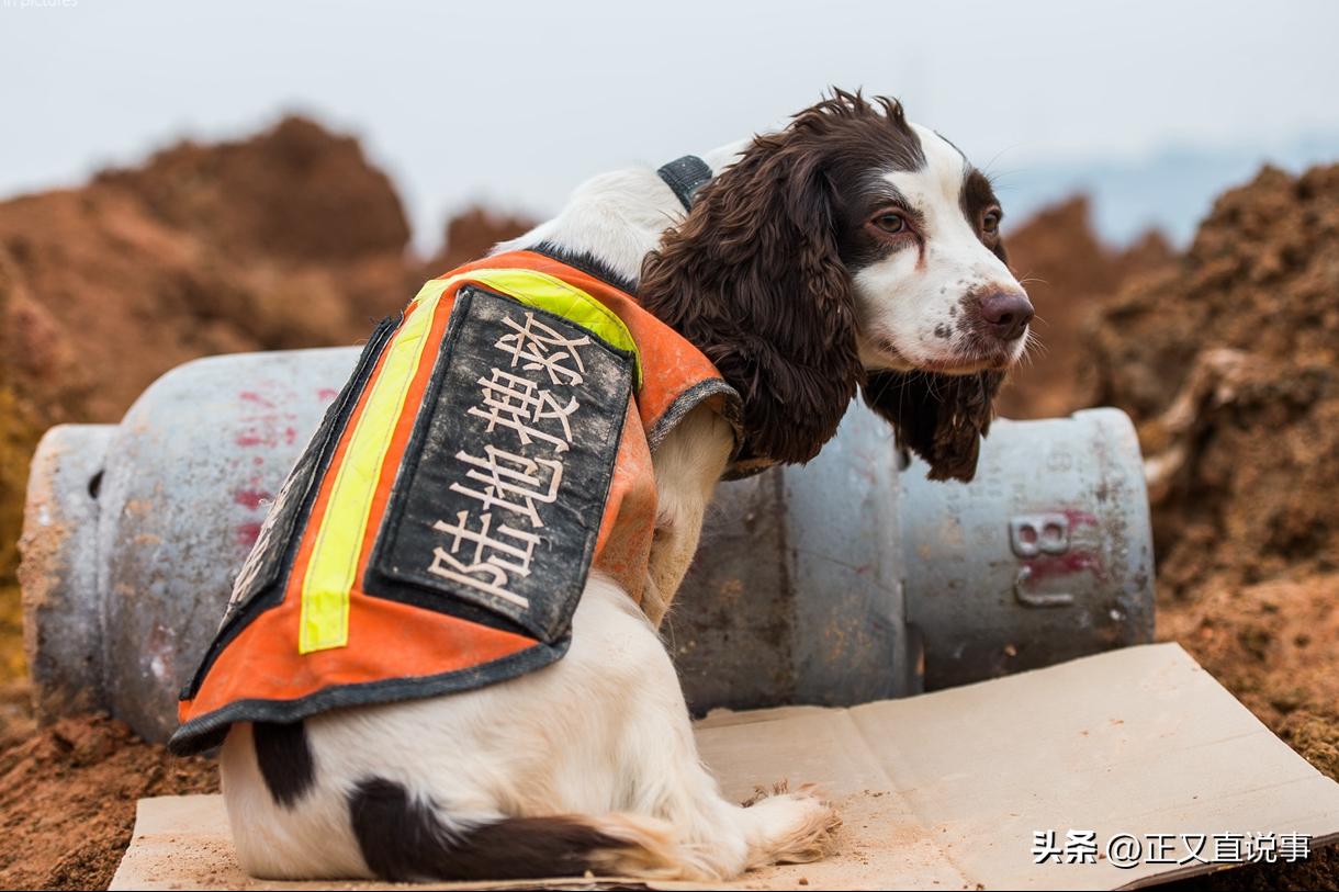 立功警犬被伤,功勋犬拍戏被炸死驯养员哭出血