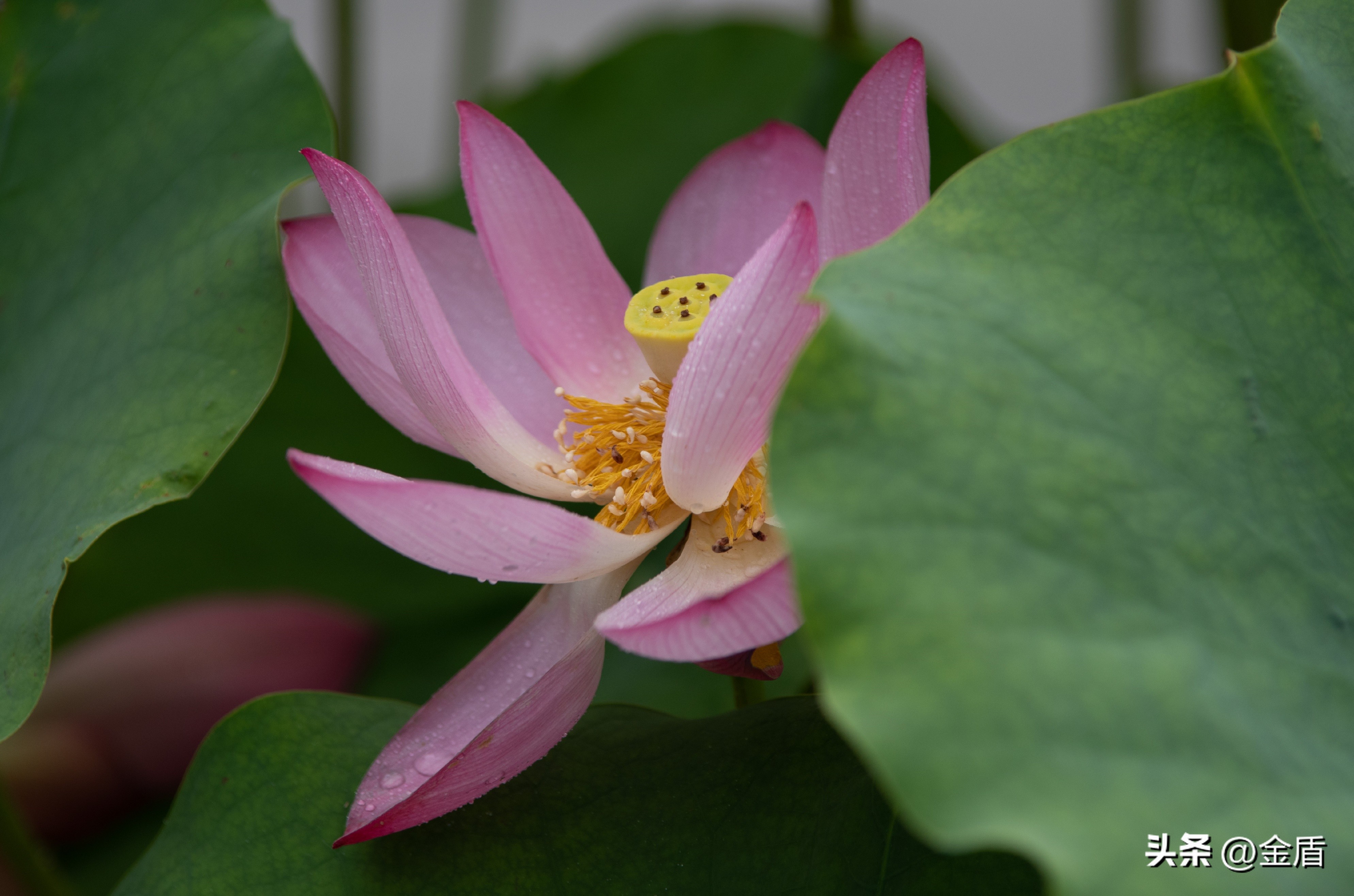 荷花中的隐藏的精神,荷花具有什么样的品格和志向